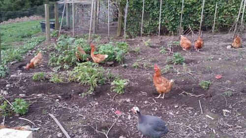 Hostal Pear Tree Cottage Bed And Breakfast