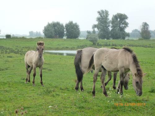 Alphen Gld - Holidayhome