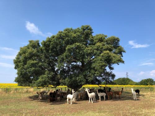 Agroturismo Agriturismo Piani Della Marina
