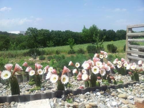 Bed & Breakfast Villa Lavanda
