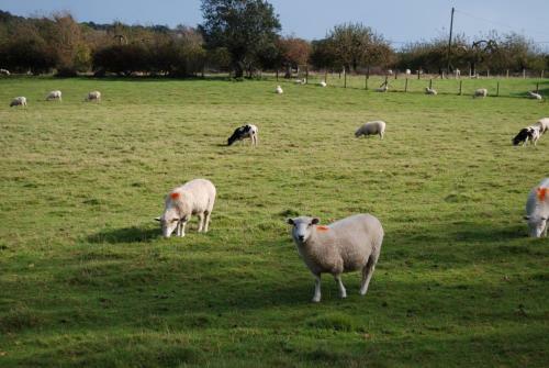 Bed & Breakfast Hare & Hounds