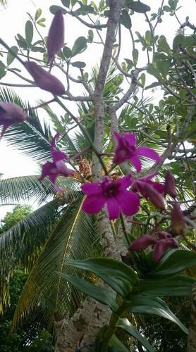 Hostal Villa Butterfly