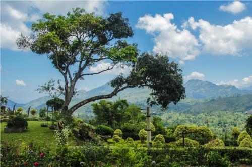 Agroturismo Ancoombra Tea Estate Bungalow