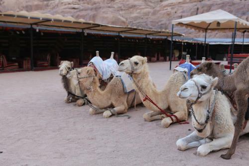 Sun City Camp