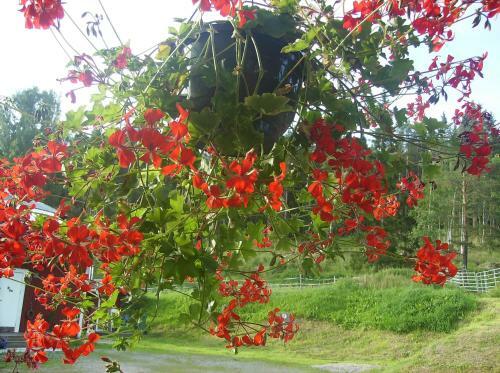 Agroturismo T�ljeg�rden Lantg�rdshotell