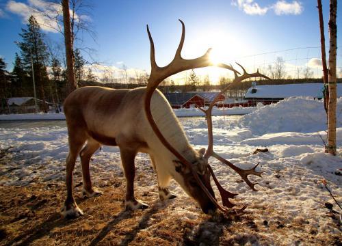 Ivalo River Camping