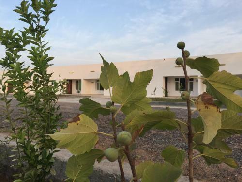 Hostal Oriental Nights Rest House
