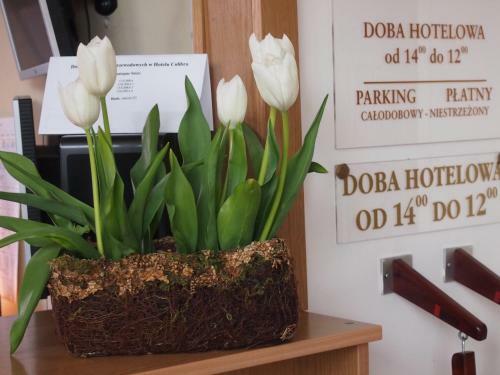 Hotel Colibra