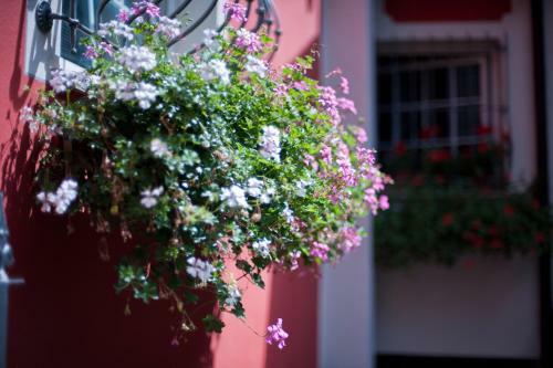 B&B Il Pettirosso