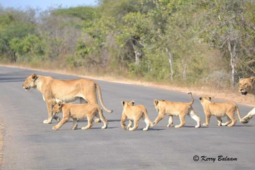 Phumula Kruger Lodge And Safaris