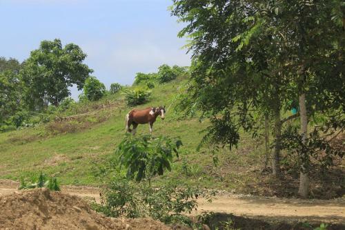 Agroturismo Finca Hoster�a Bella Aurora