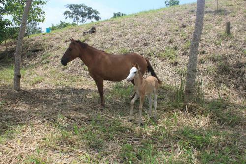 Agroturismo Finca Hoster�a Bella Aurora