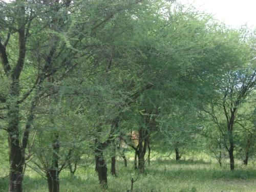 Tembo Tarangire Lodge & Camp