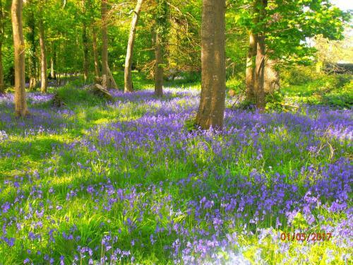 Larkfield House B&B