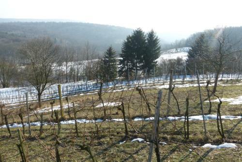 Traubengarten Winkler