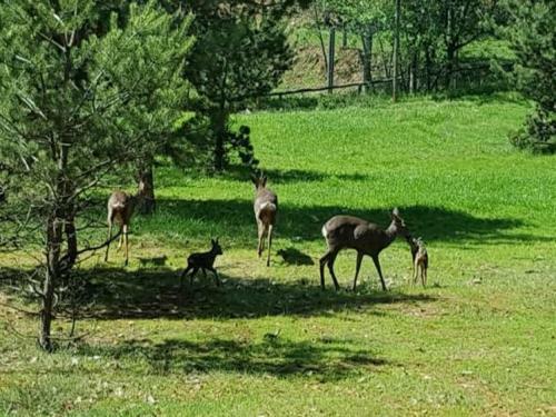 Parque Biologico De Vinhais