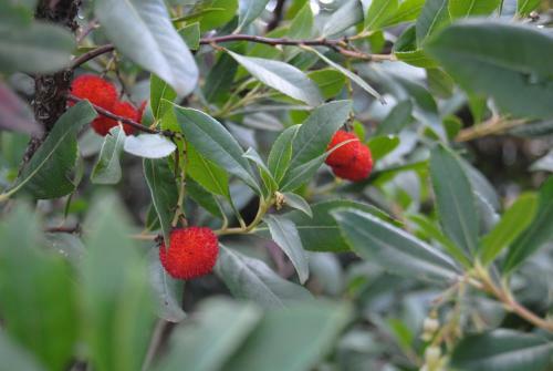 Bed & Breakfast Trulli Gallo Rosso