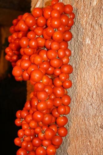 Bed & Breakfast Trulli Gallo Rosso