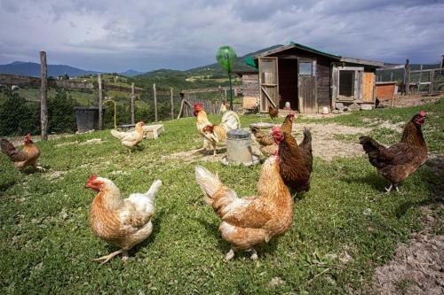 Agroturismo Societ� Agricola Cacigolara
