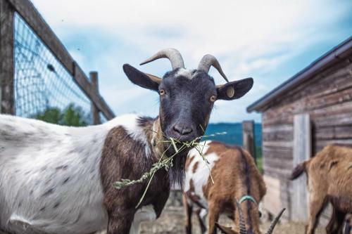 Agroturismo Societ� Agricola Cacigolara