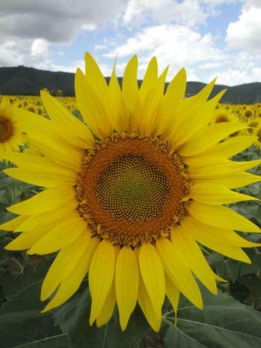 Bed & Breakfast Casale Millesoli