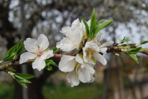 Agroturismo Son Vivot
