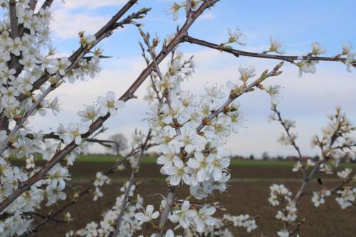 Agroturismo Agriturismo Ravaglia Grande