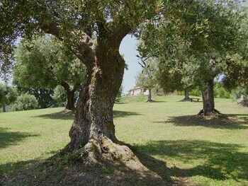 Bed & Breakfast Il Sorger Del Sole