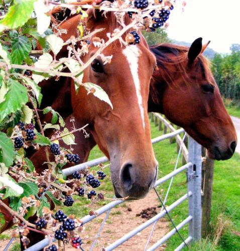 Agroturismo Yellowham Farm