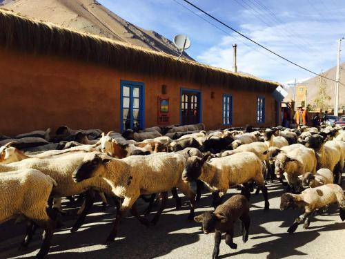 Bed & Breakfast Refugio Misterios De Elqui