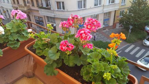 Vitezna 20 Apartment