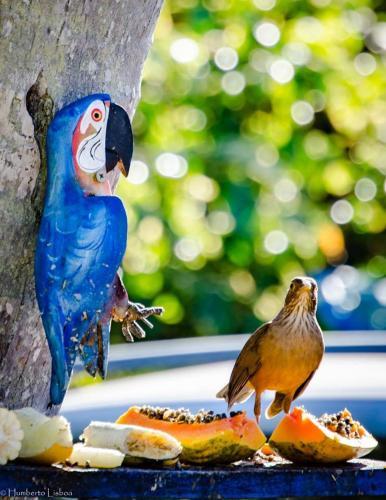 Hostal C�u Azul Pousada