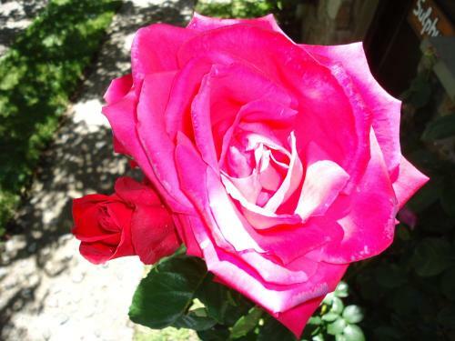Lodge Rose Garden