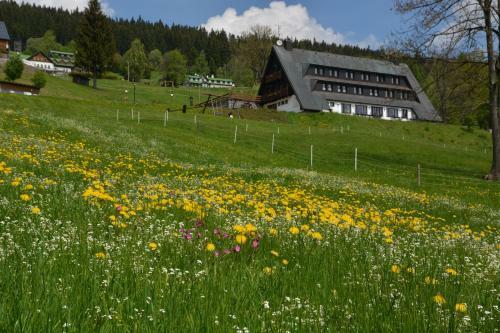 Hostal Pension Krakono?