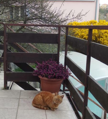 Apartm�ny U Ko?ek