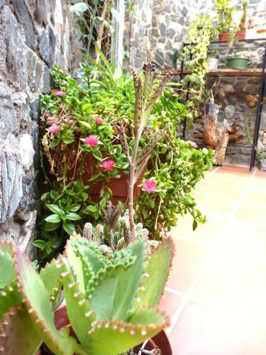 Hostel Casa Arbol