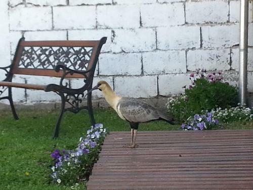 Aparthotel Del Sur Apart