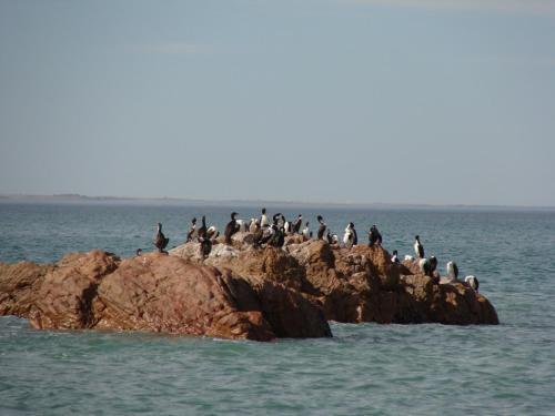 Calfulauquen