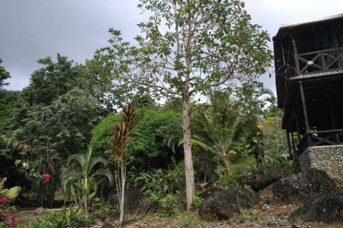 Lodge Acuali Ecohostal