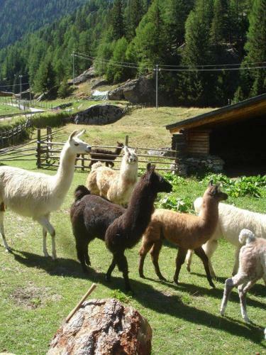 Apartamento Flurahof