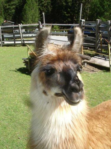 Apartamento Flurahof