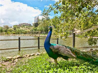Agroturismo Fazzenda Park Hotel
