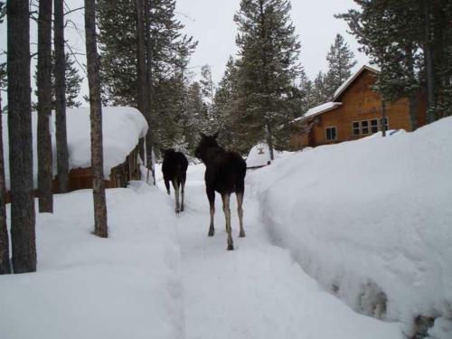 West Yellowstone Bed And Breakfast