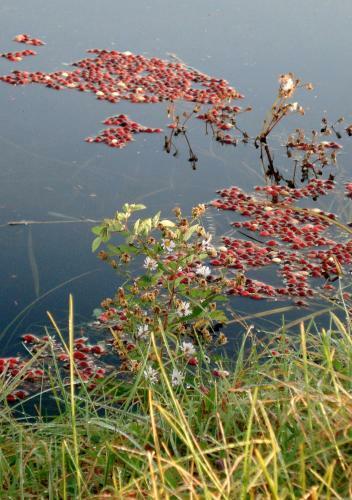 On Cranberry Pond Bed And Breakfast