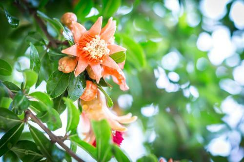 Bed & Breakfast Mandarinoarancio