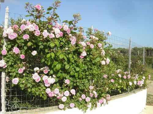 Apartamento Villa Rosanna
