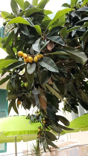 Bed & Breakfast Il Giardino Del Nespolo