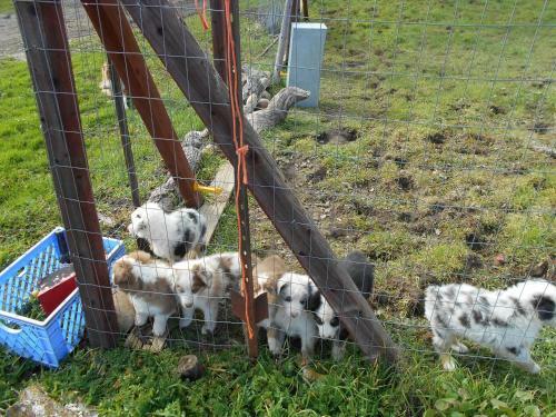 The Branded Calf Bed & Breakfast