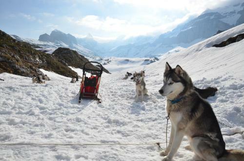 H�ttenhotel Husky Lodge