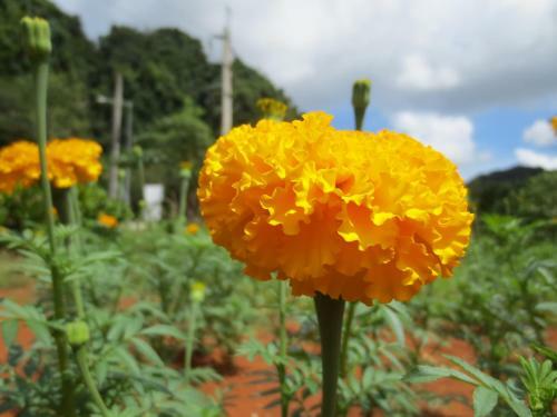 Hotel Pantharee Resort